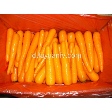 wortel segar dari provinsi Shandong